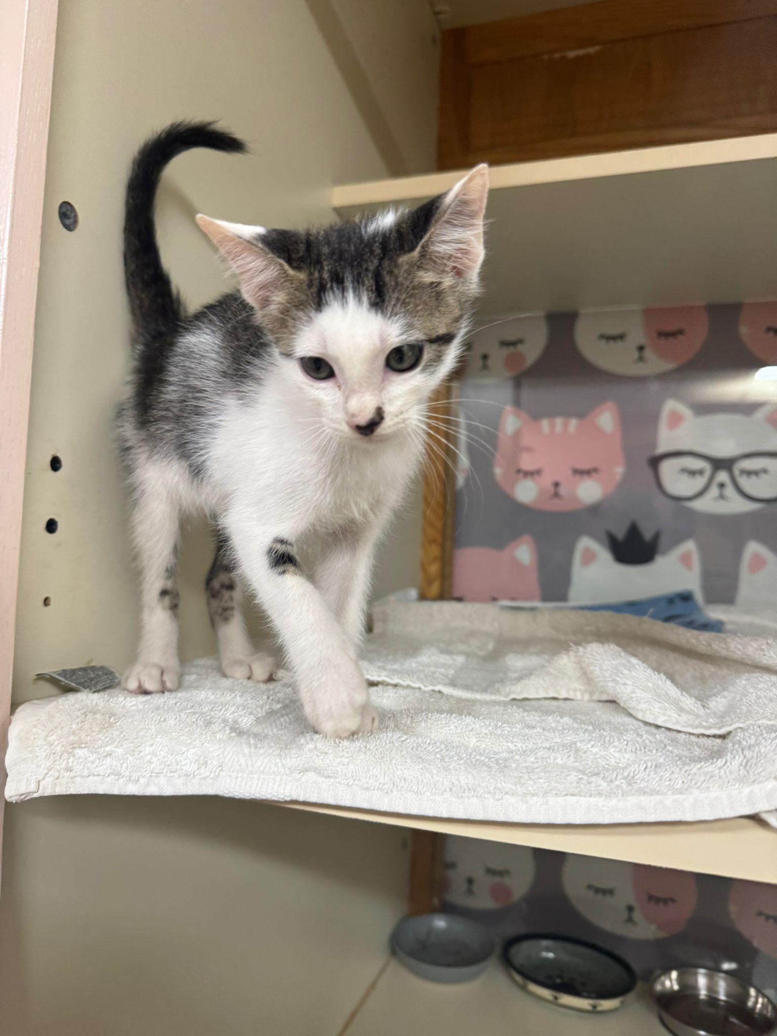 Huey, Baby Male Domestic Short Hair