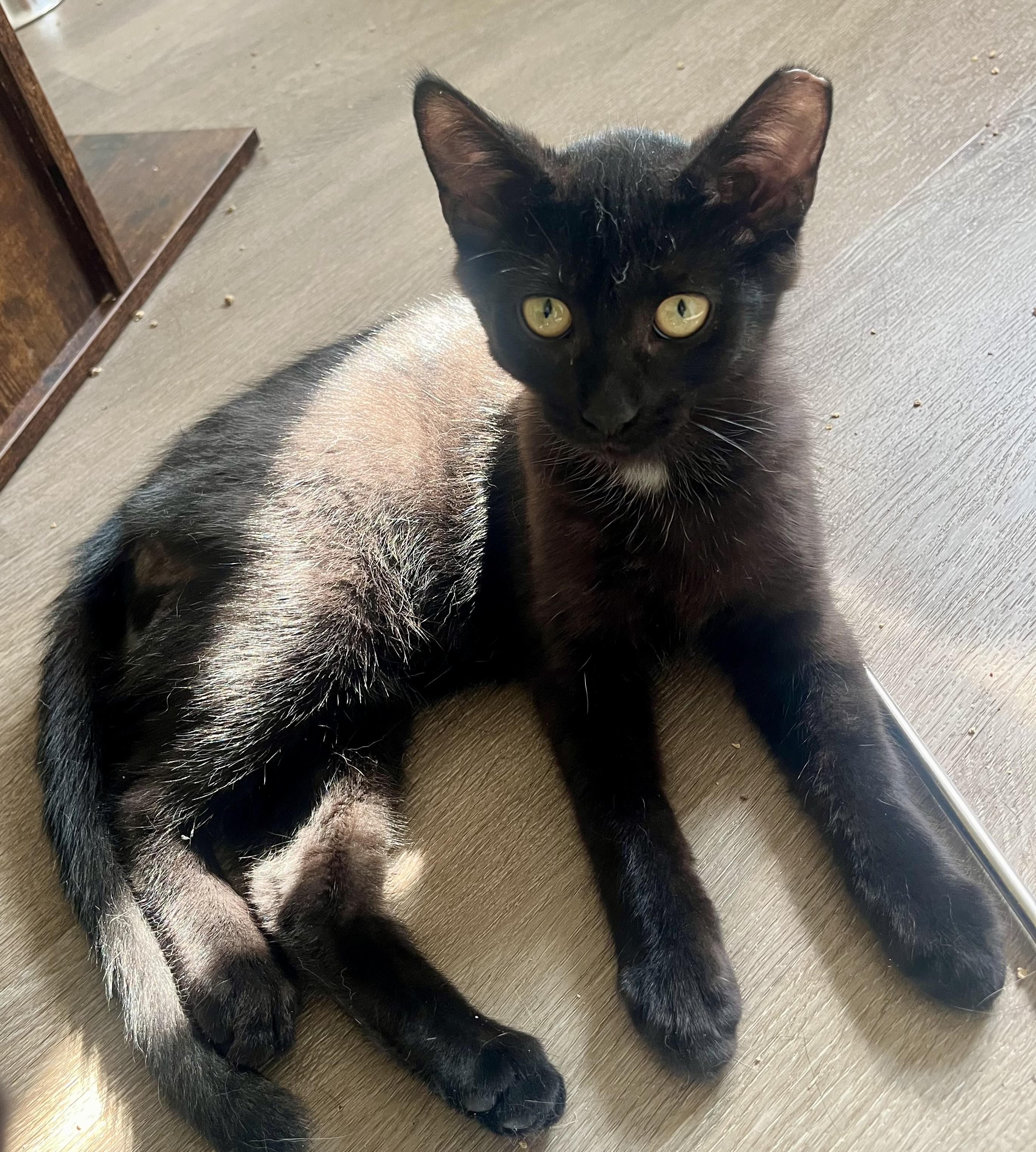 Harvey, a ADOPTABLE Domestic Short Hair in Hamilton, ON image 3/6