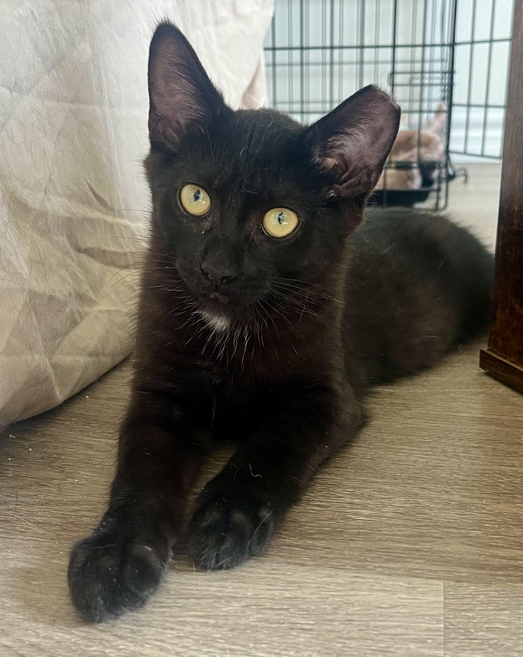 Harvey, a ADOPTABLE Domestic Short Hair in Hamilton, ON image 2/6