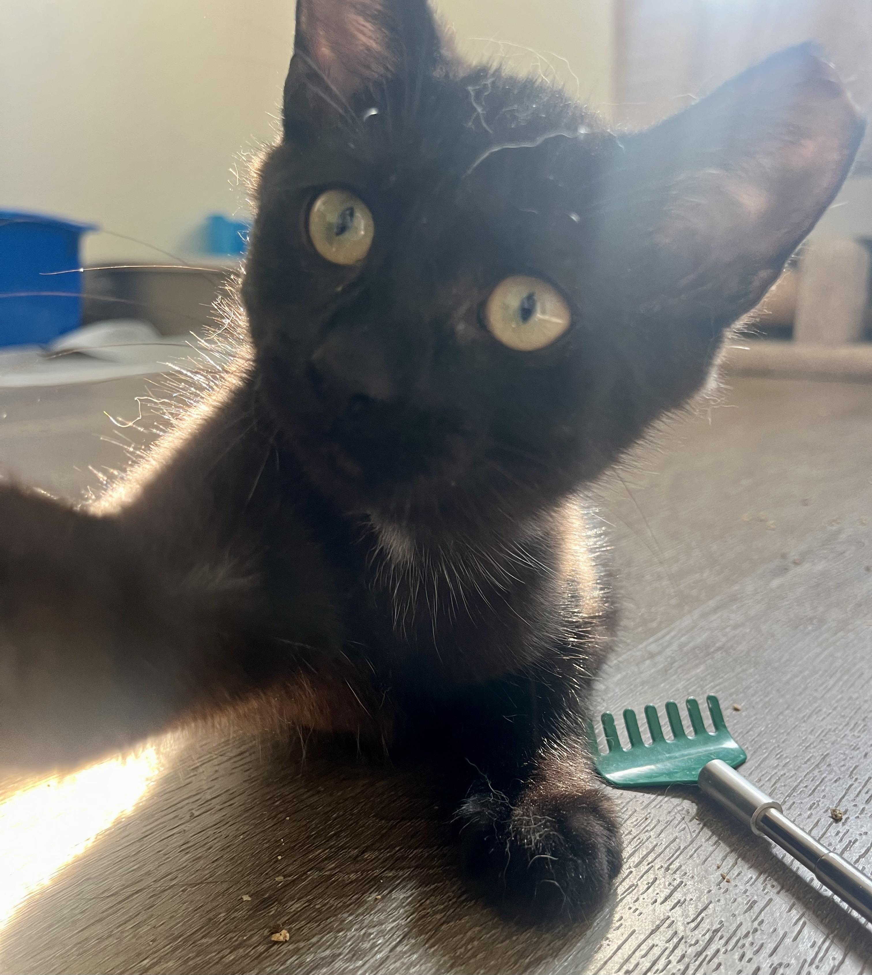Harvey, a ADOPTABLE Domestic Short Hair in Hamilton, ON image 1/6