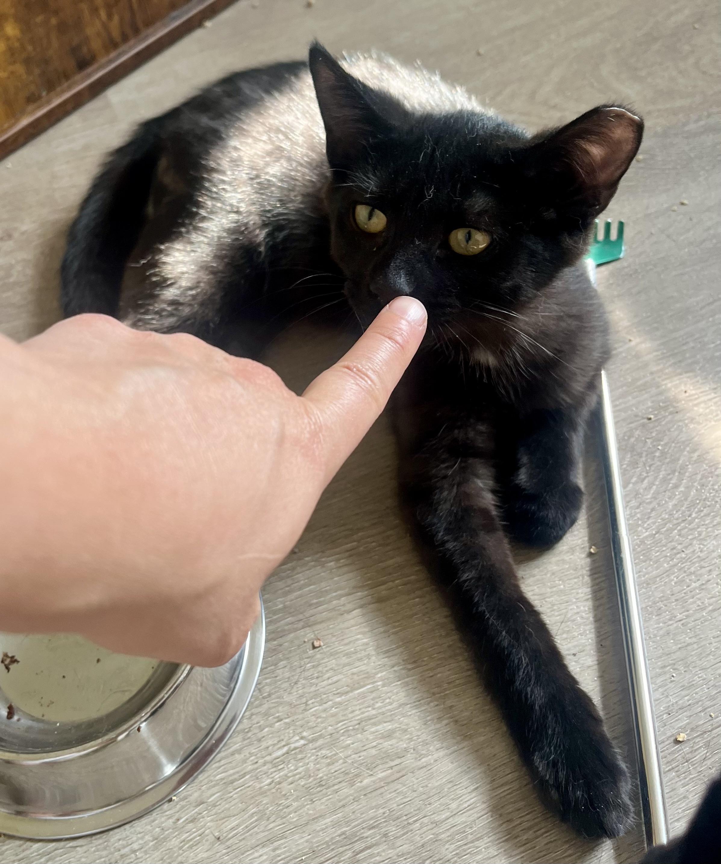 Harvey, a ADOPTABLE Domestic Short Hair in Hamilton, ON image 4/6