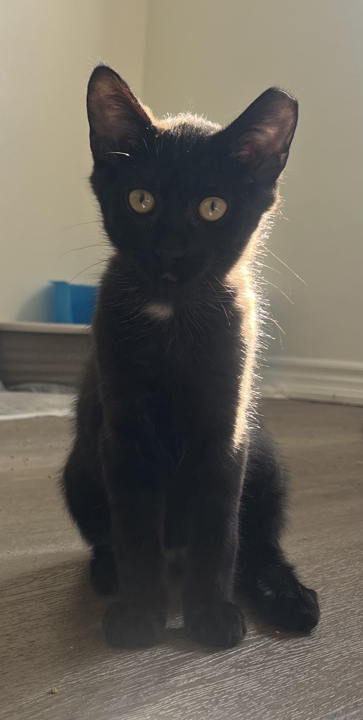 Harvey, a ADOPTABLE Domestic Short Hair in Hamilton, ON image 5/6