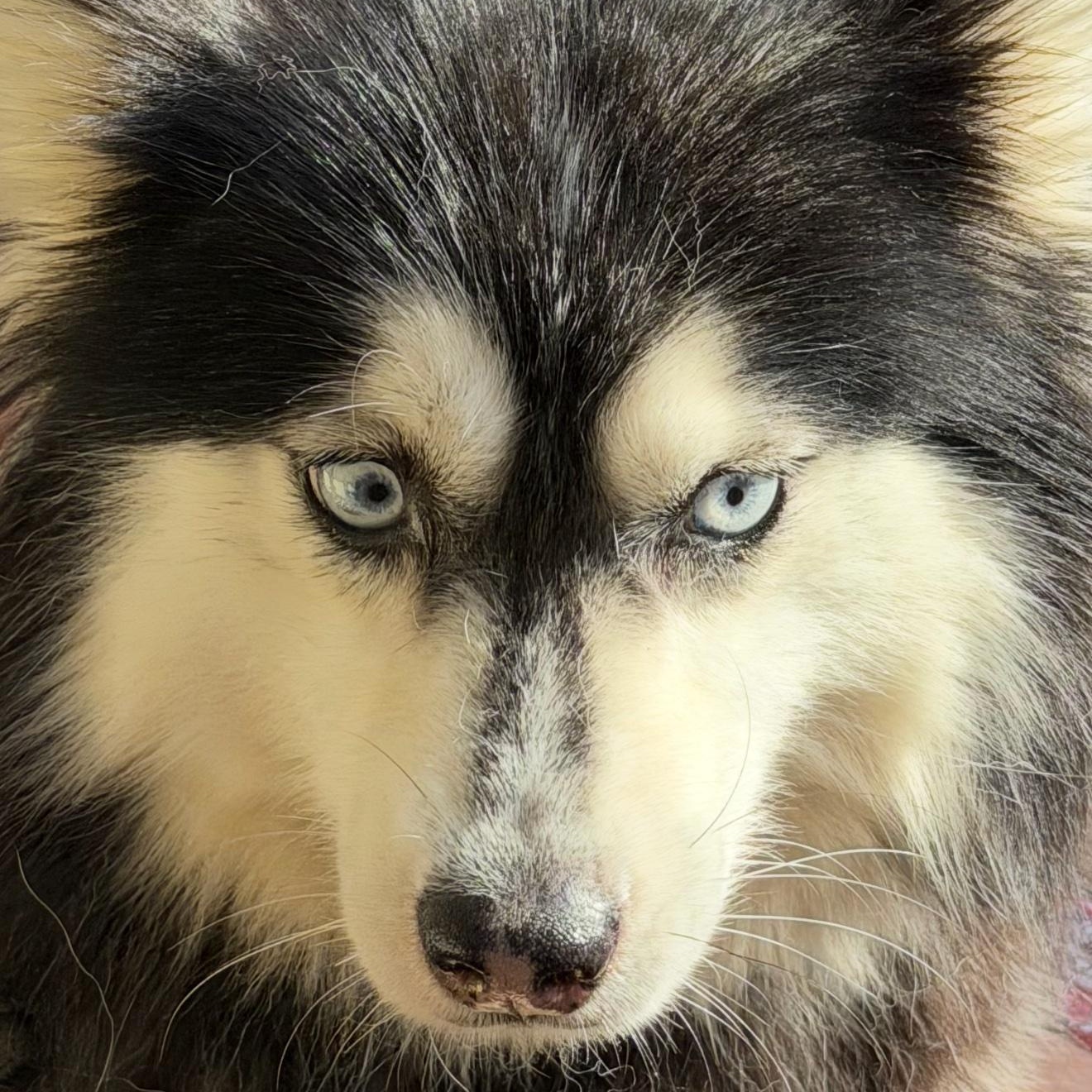 Sasha, ADOPTABLE, Adult Female Pomsky.