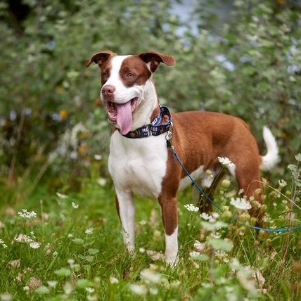 Enlarge Melon, a Adoptable mixed breed in Chicago, IL image 4/6