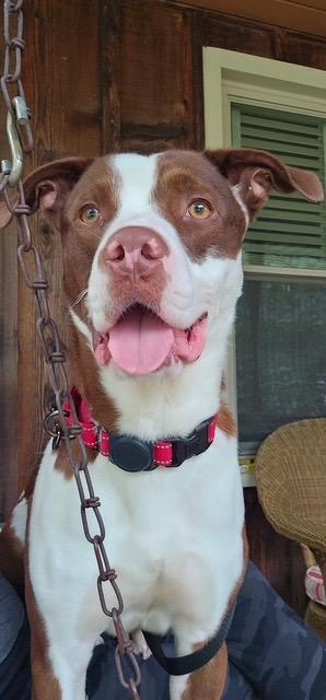Melon, Adoptable, Young Male Pointer.