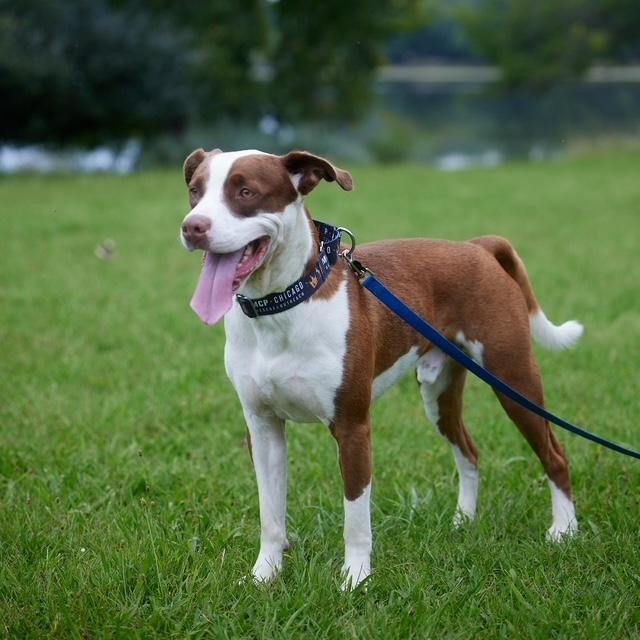 Enlarge Melon, a Adoptable mixed breed in Chicago, IL image 6/6