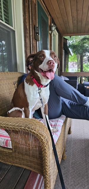 Melon, a Adoptable mixed breed in Chicago, IL image 4/6