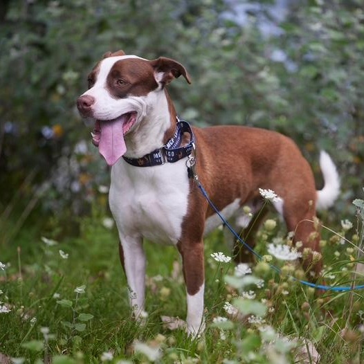 Melon, Adoptable, Young Male Pointer.