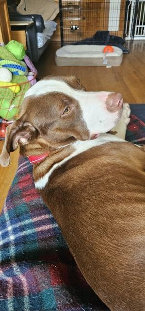 Melon, a Adoptable mixed breed in Chicago, IL image 6/6