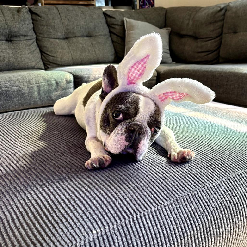 Buster, Adoptable, Adult Male French Bulldog.