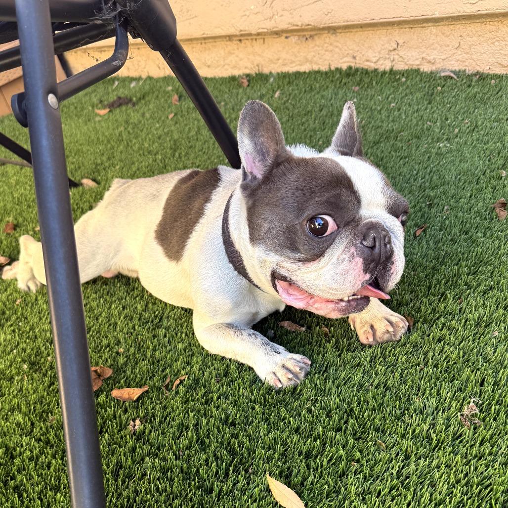 Enlarge Buster, a Adoptable French Bulldog in Oceanside, CA image 2/2