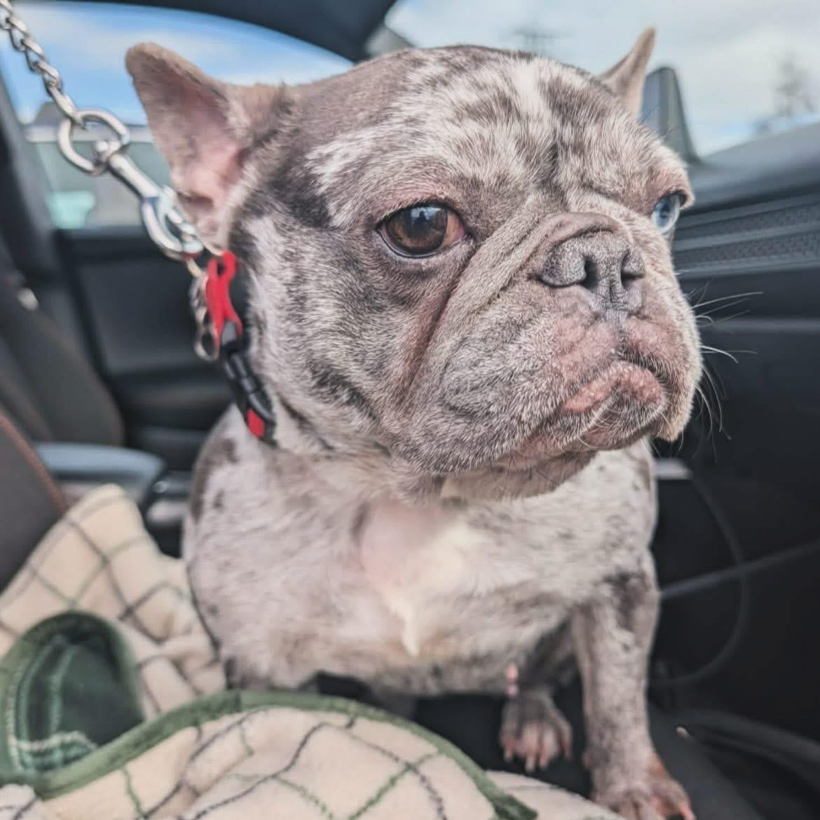 Enlarge Cora, a ADOPTABLE French Bulldog in West Falls, NY image 4/4