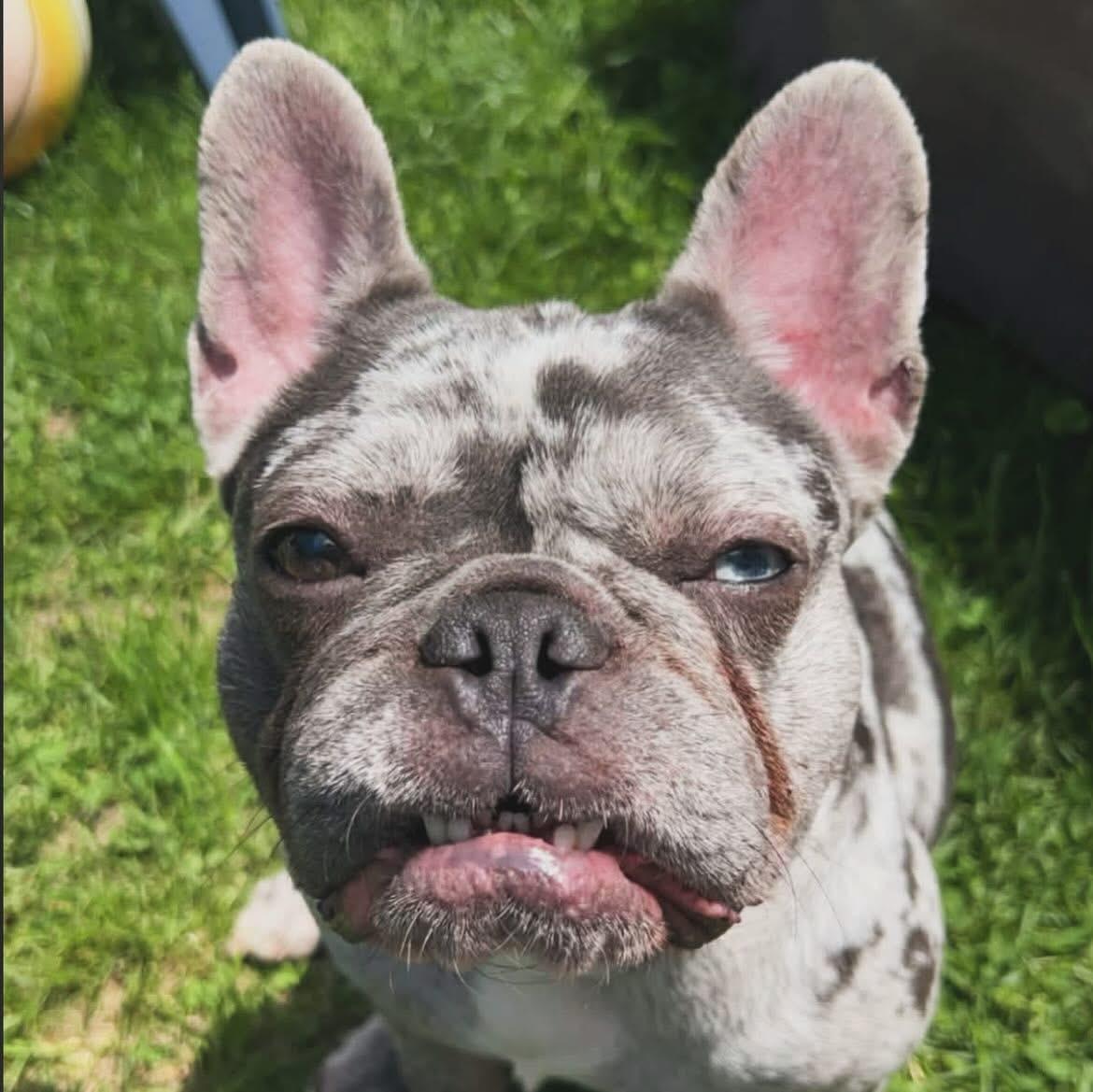 Cora, ADOPTABLE, Adult Female French Bulldog.