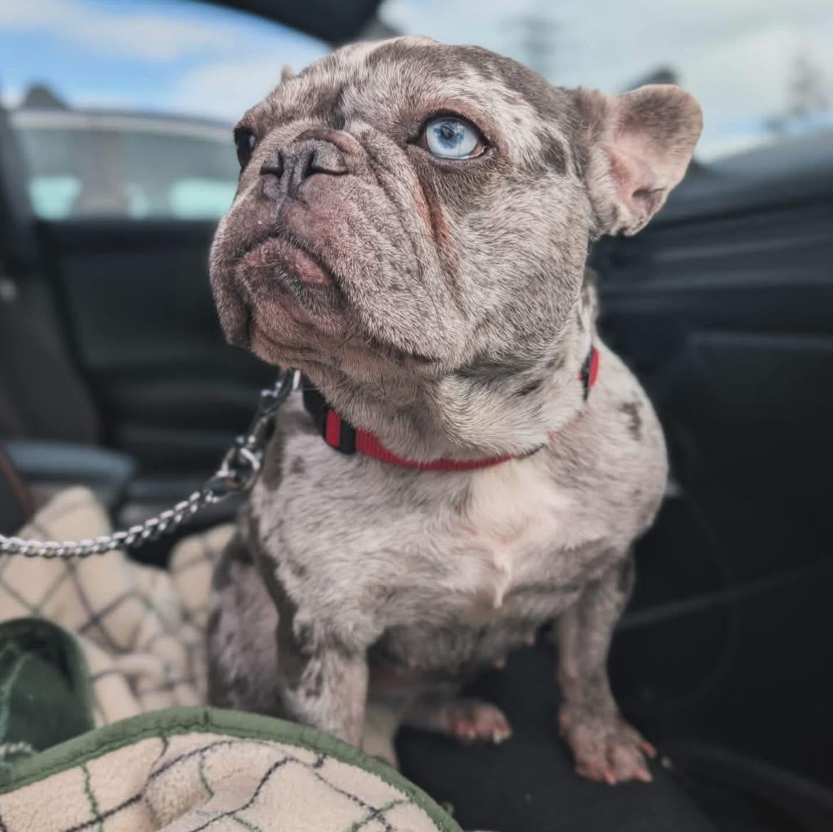 Enlarge Cora, a ADOPTABLE French Bulldog in West Falls, NY image 2/4