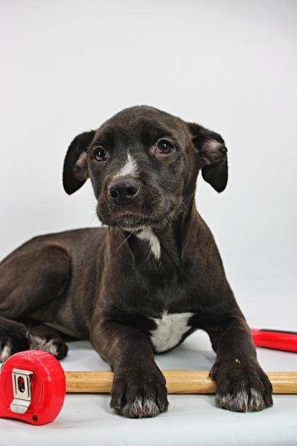 Stanley — thumbnail 2