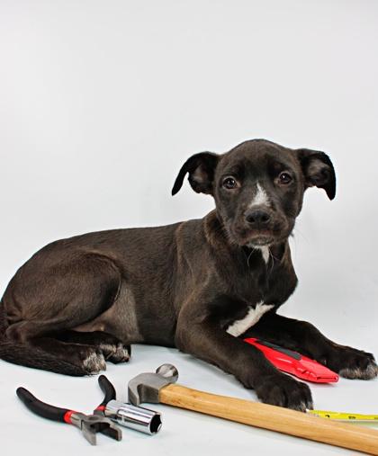 Stanley — thumbnail 3