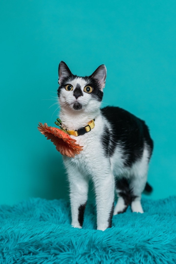 Paisley, a Adoptable mixed breed in Covington, KY image 1/4