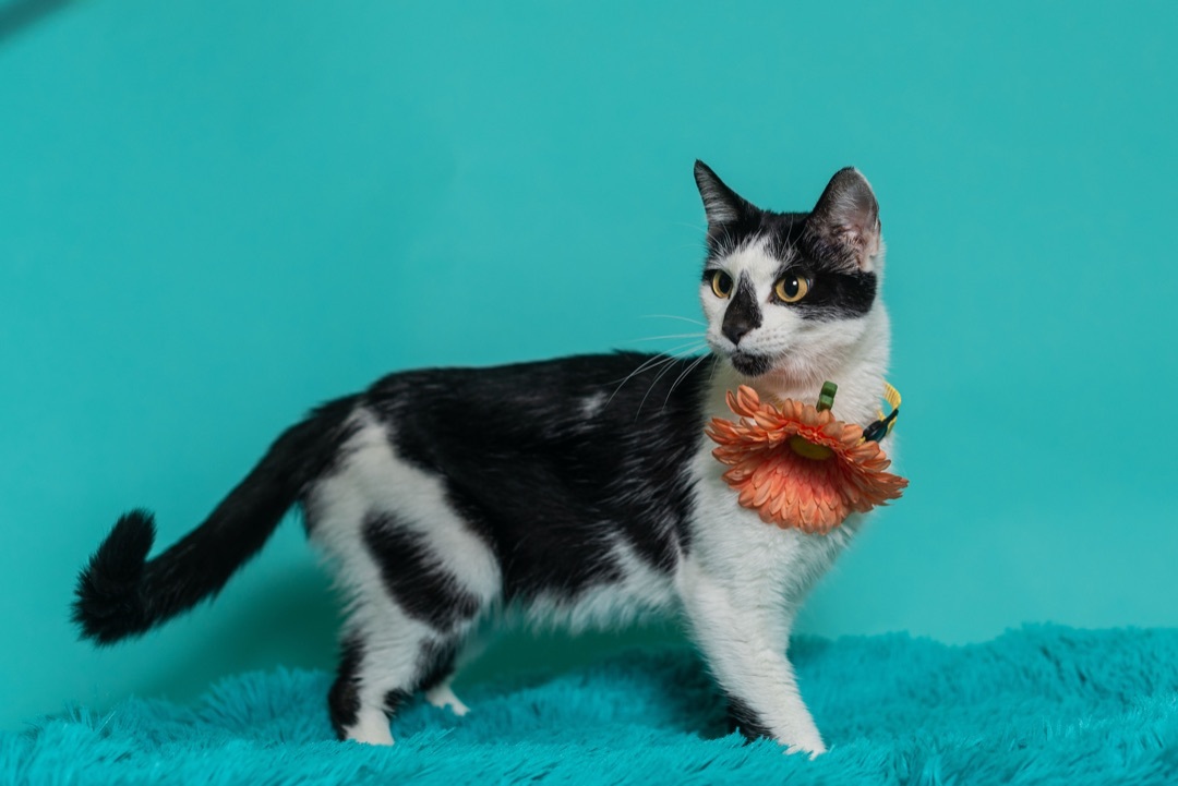 Paisley, a Adoptable mixed breed in Covington, KY image 2/4