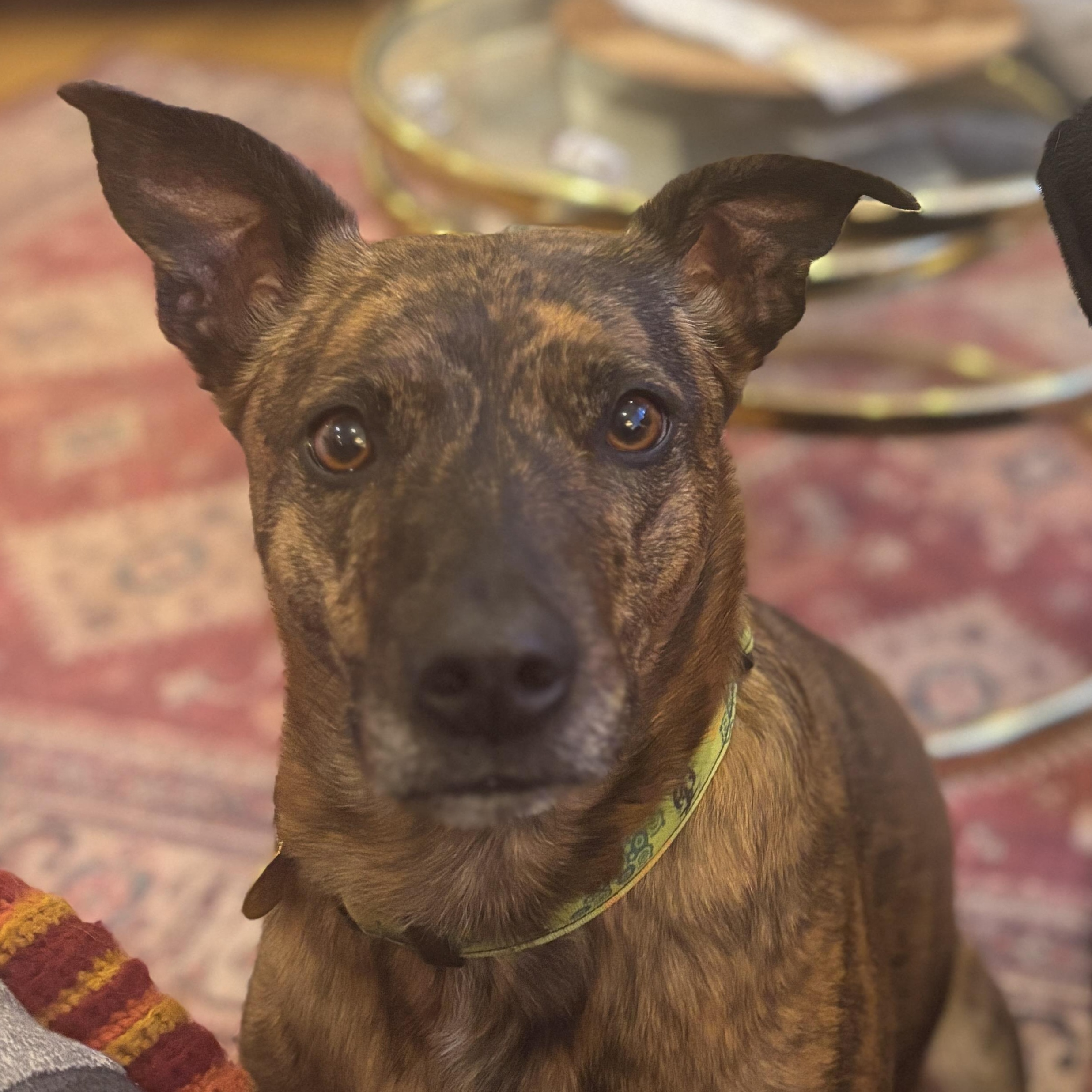 Enlarge Martha, a ADOPTABLE Mixed Breed in Saskatoon, SK image 3/5