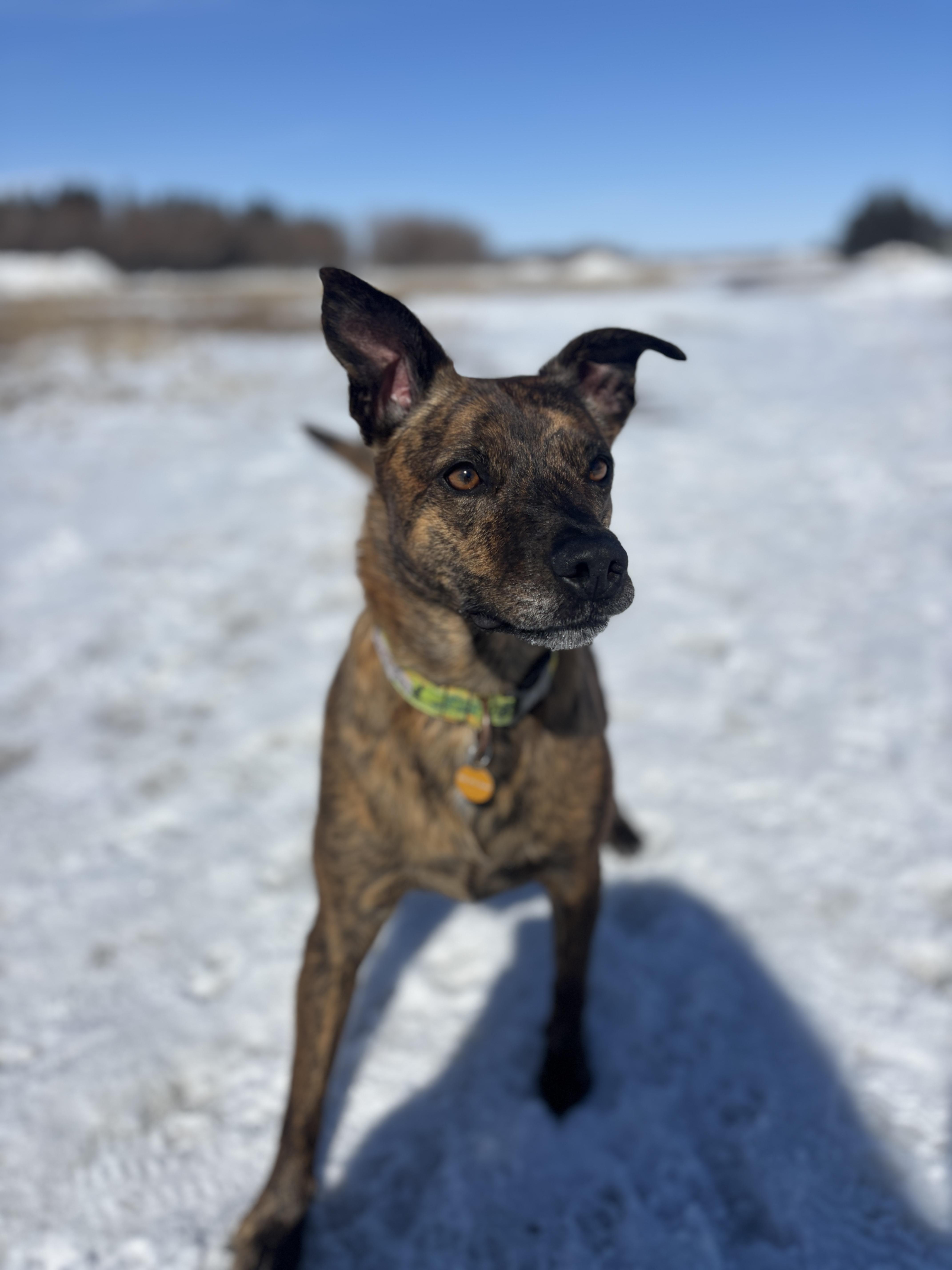 Enlarge Martha, a ADOPTABLE Mixed Breed in Saskatoon, SK image 5/5