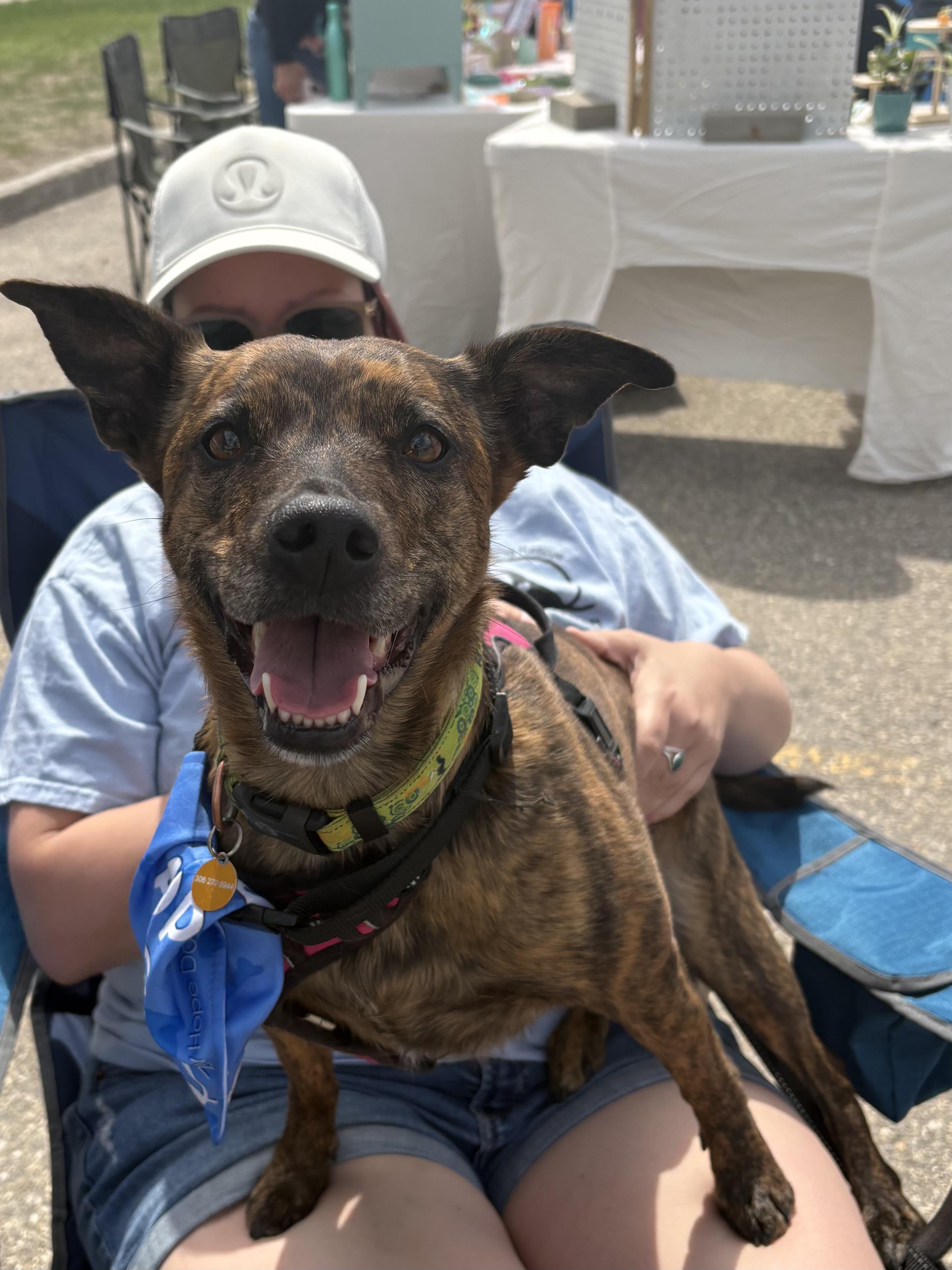 Martha, ADOPTABLE, Adult Female Mixed Breed.