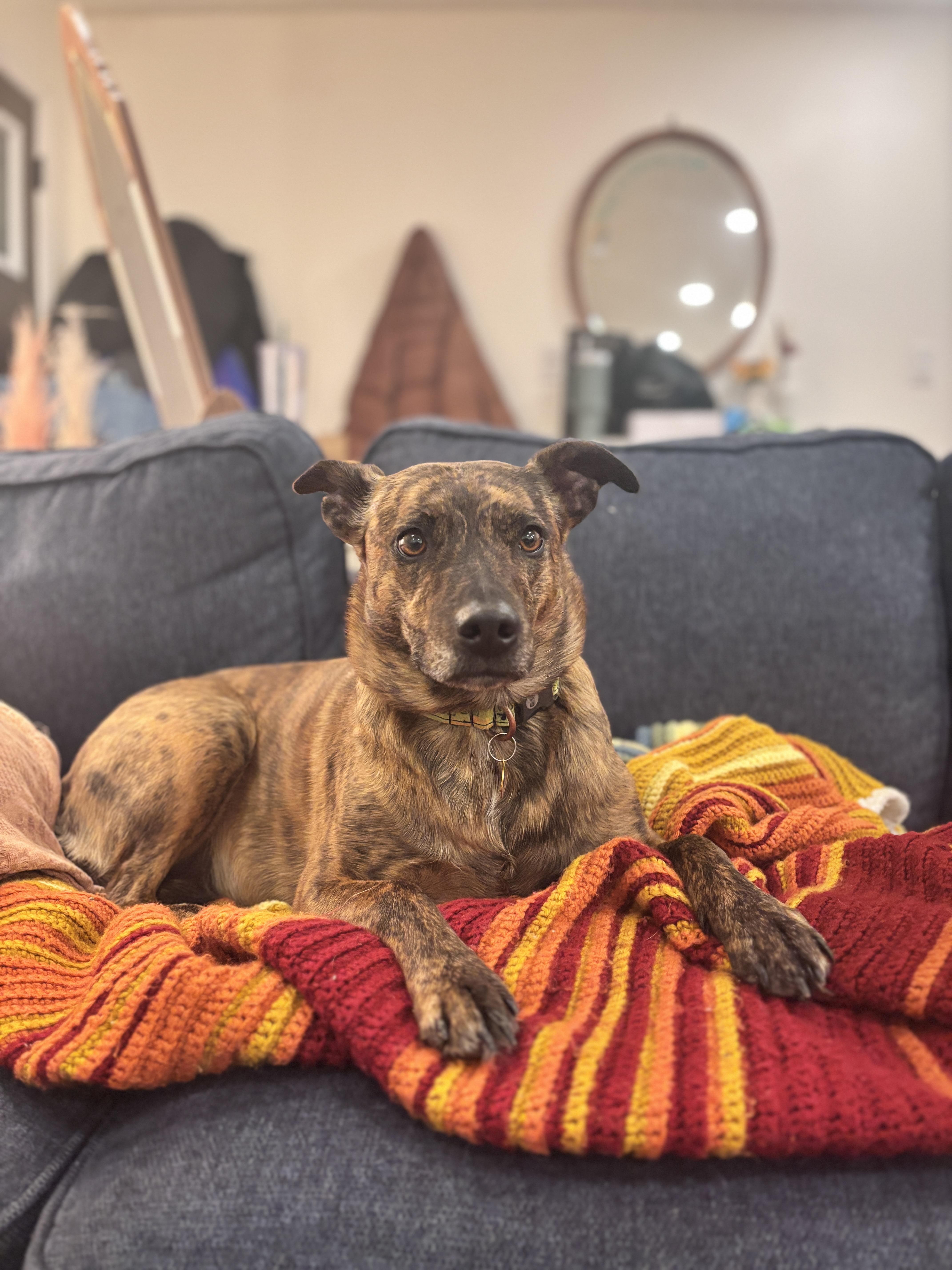 Martha, ADOPTABLE, Adult Female Mixed Breed.