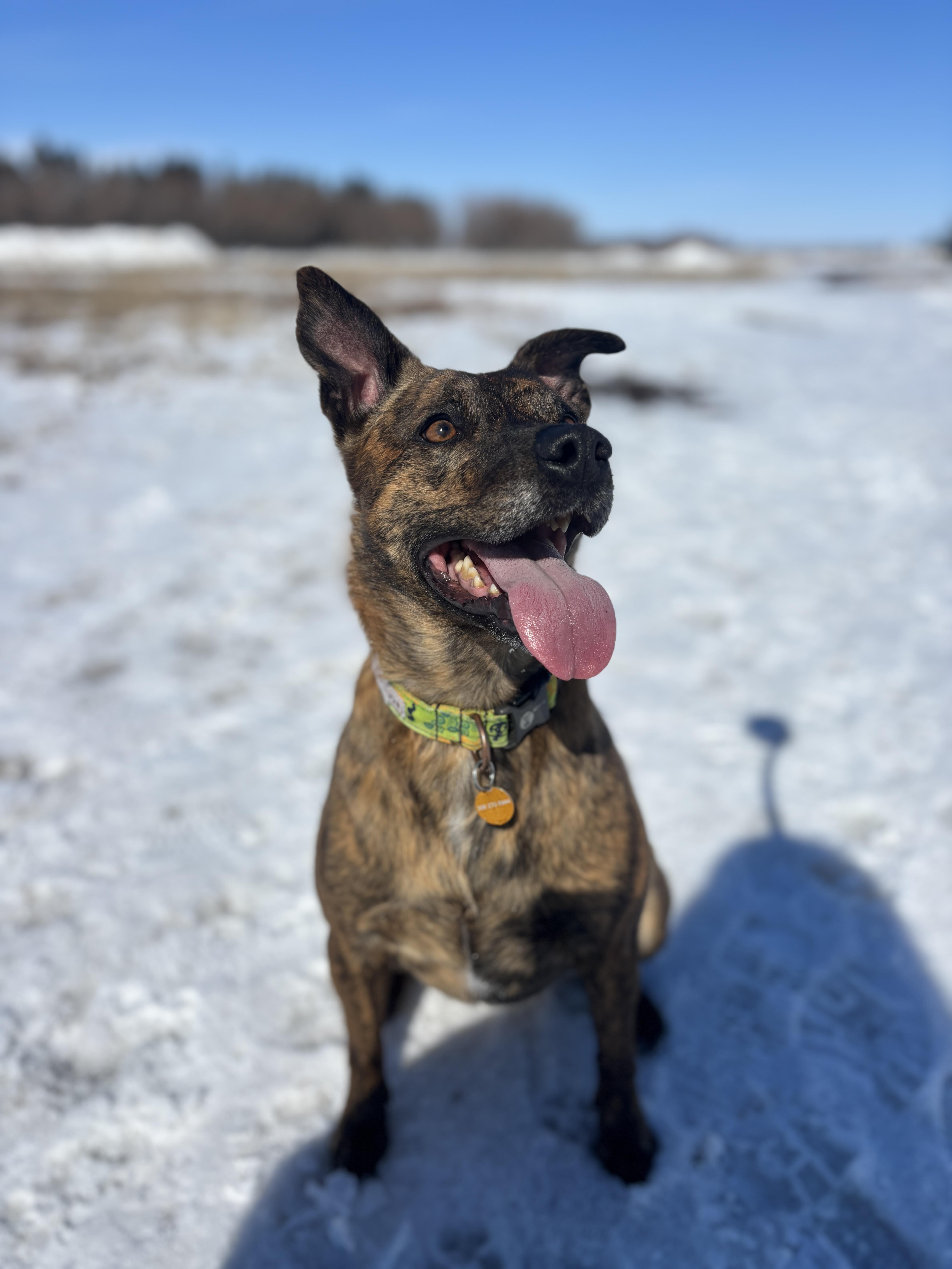 Enlarge Martha, a ADOPTABLE Mixed Breed in Saskatoon, SK image 1/5