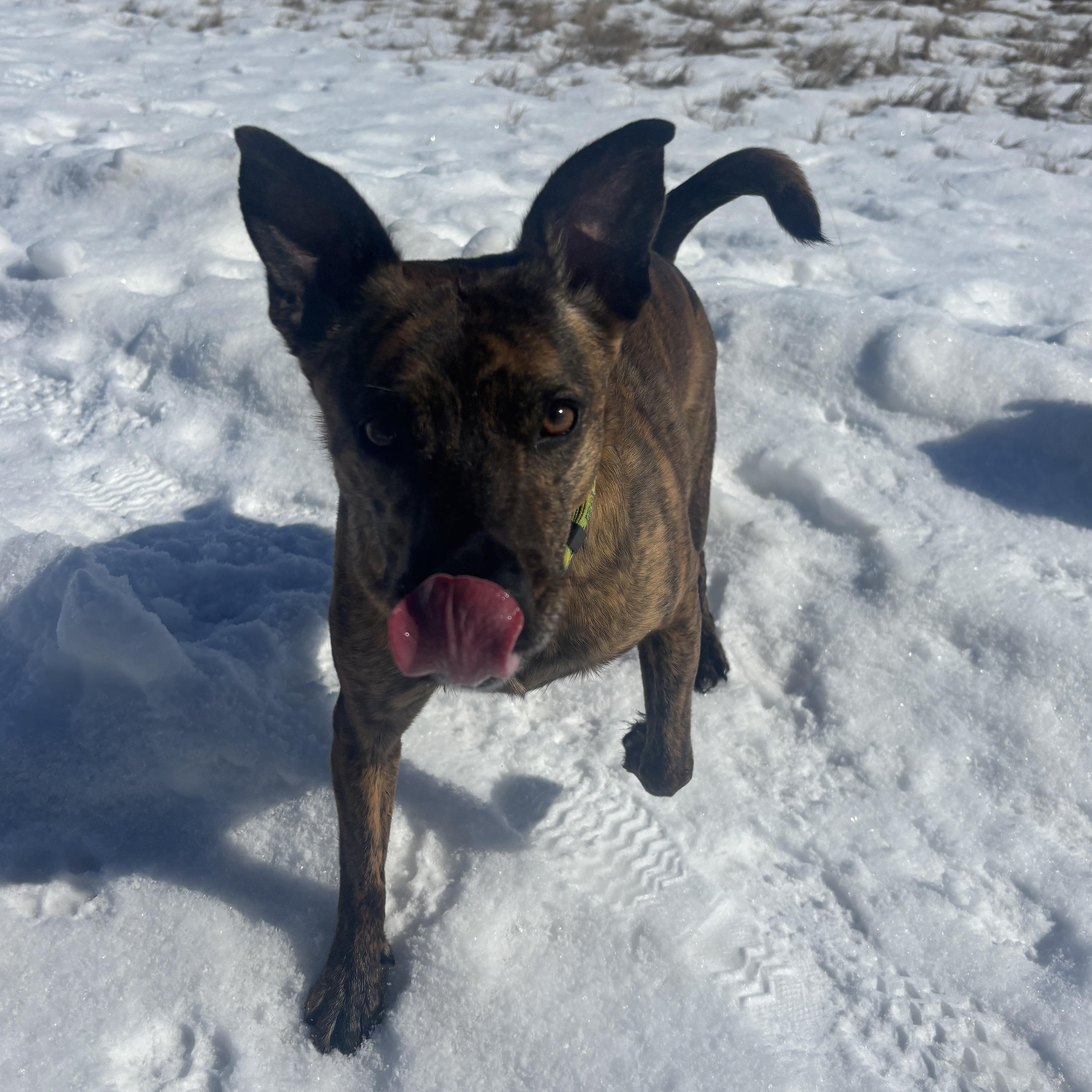 Enlarge Martha, a ADOPTABLE Mixed Breed in Saskatoon, SK image 4/5