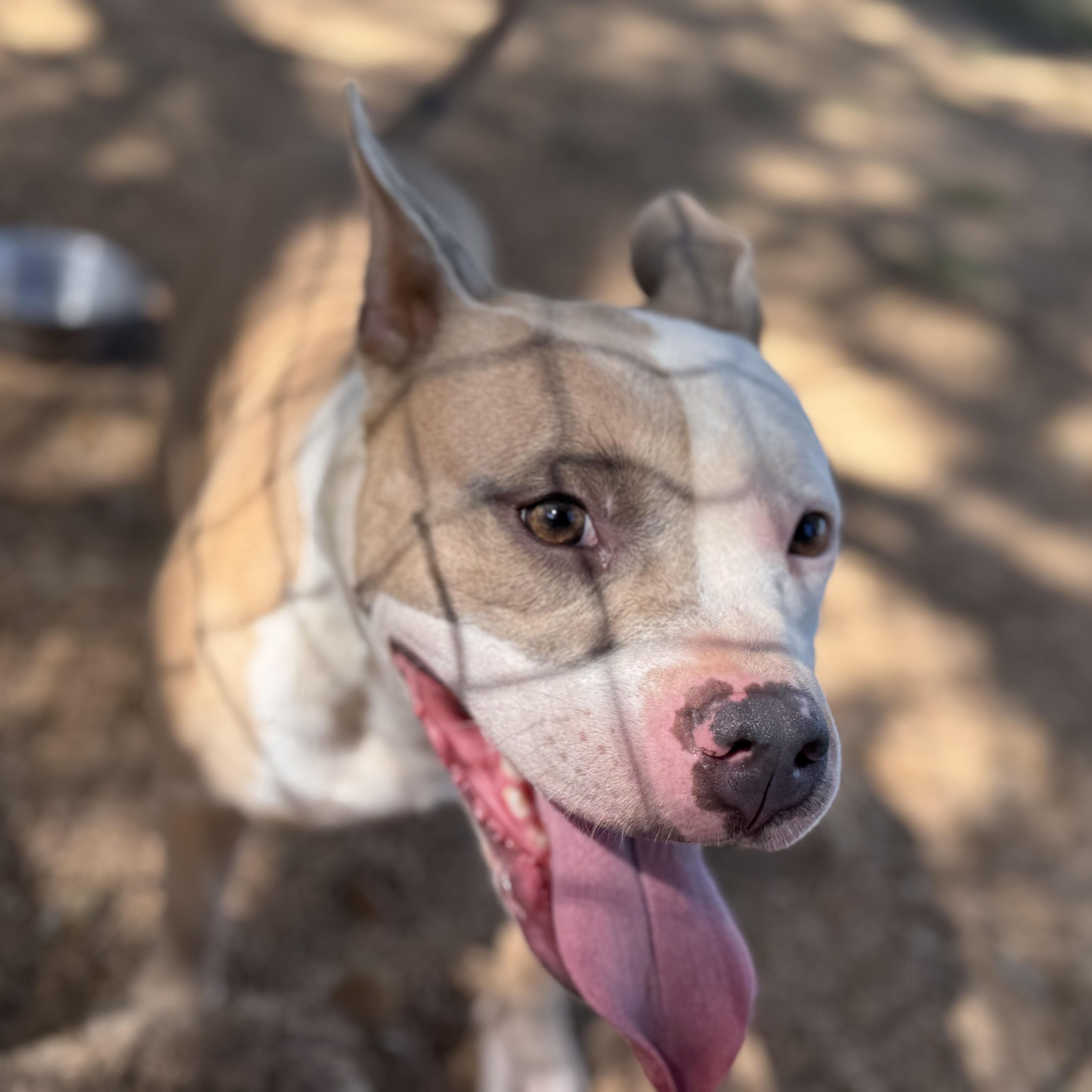 Amber, an adoptable American Staffordshire Terrier in Calumet, MI, 49913 | Photo Image 4