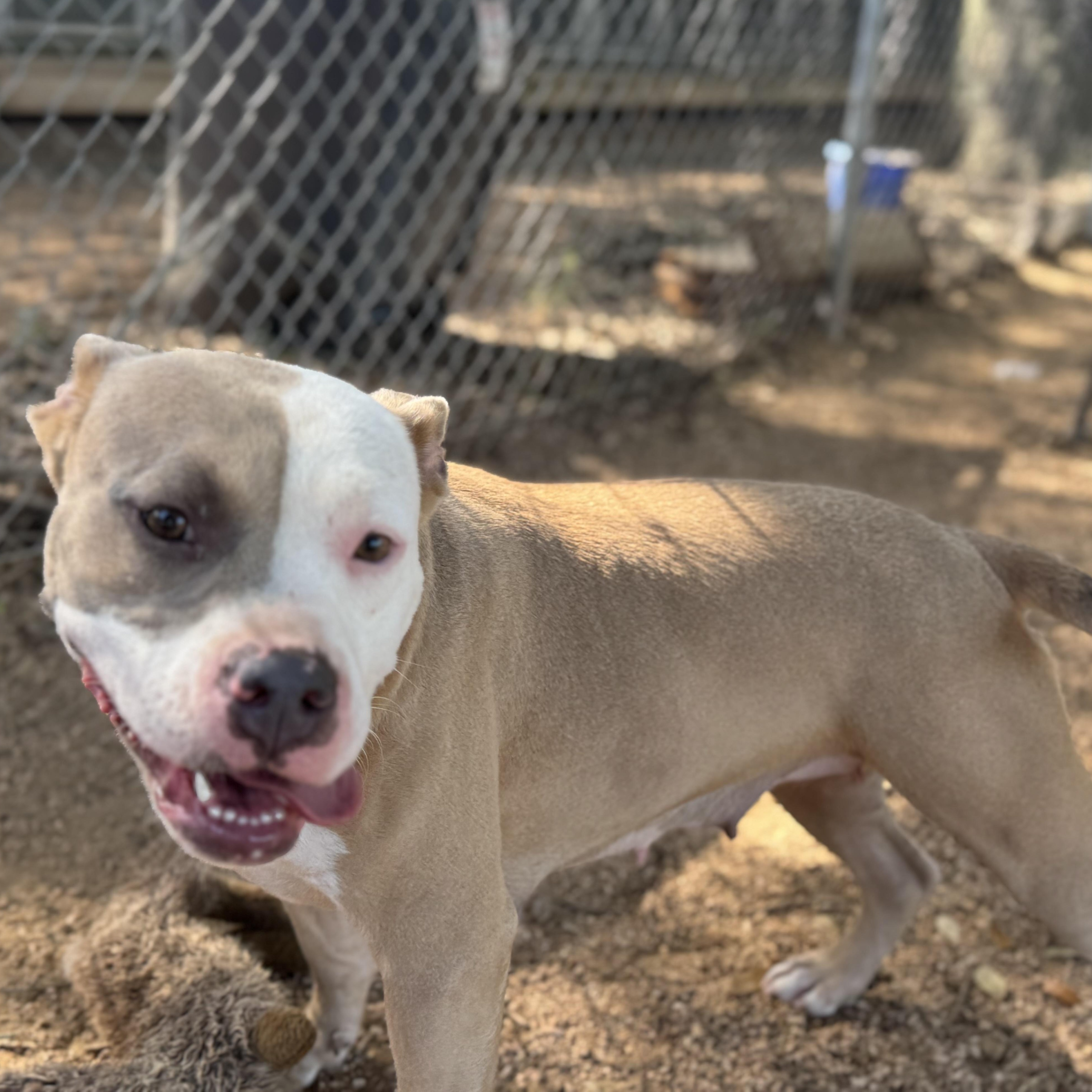 Amber, an adoptable American Staffordshire Terrier in Calumet, MI, 49913 | Photo Image 5
