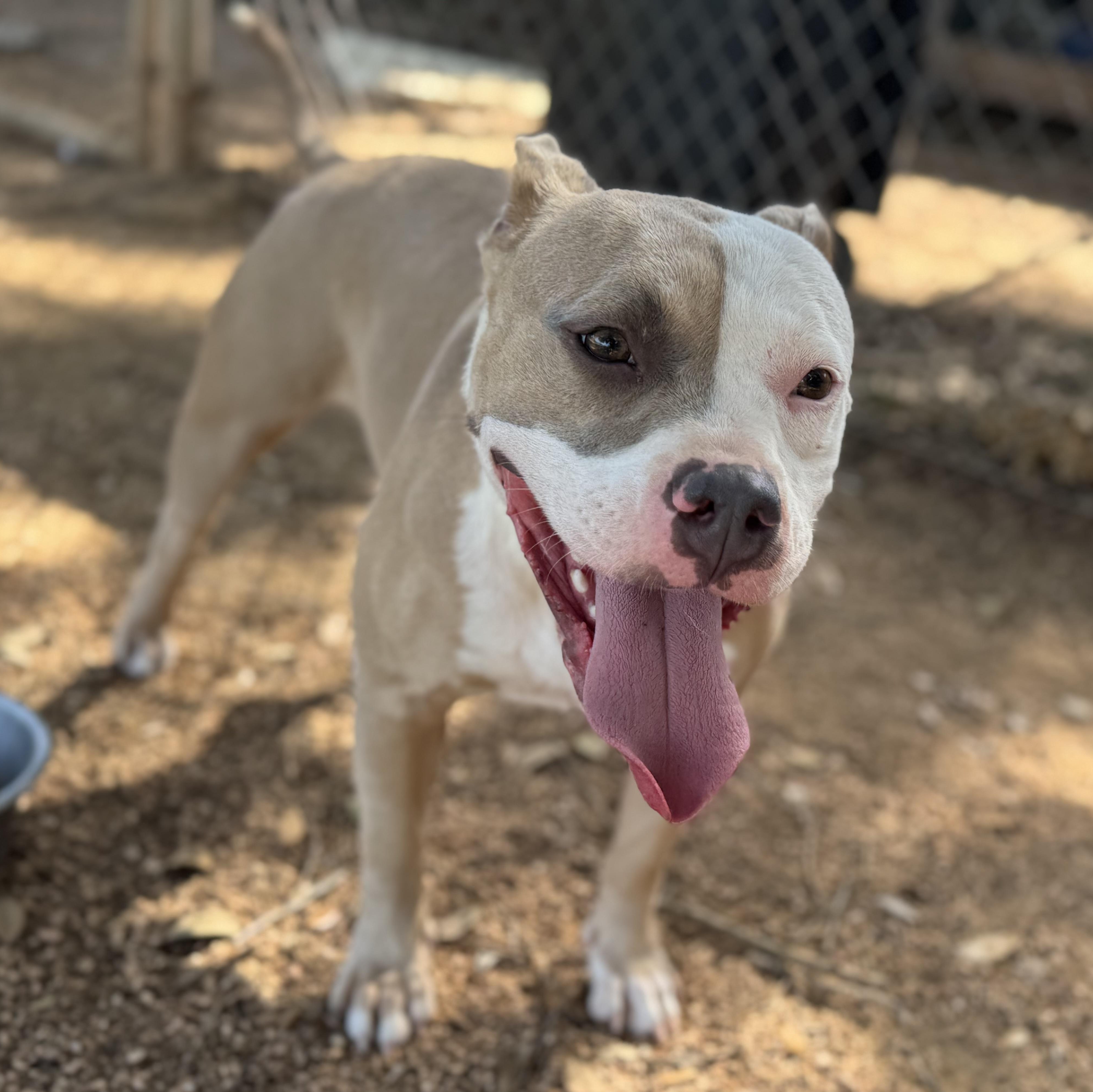 Amber, an adoptable American Staffordshire Terrier in Calumet, MI, 49913 | Photo Image 3