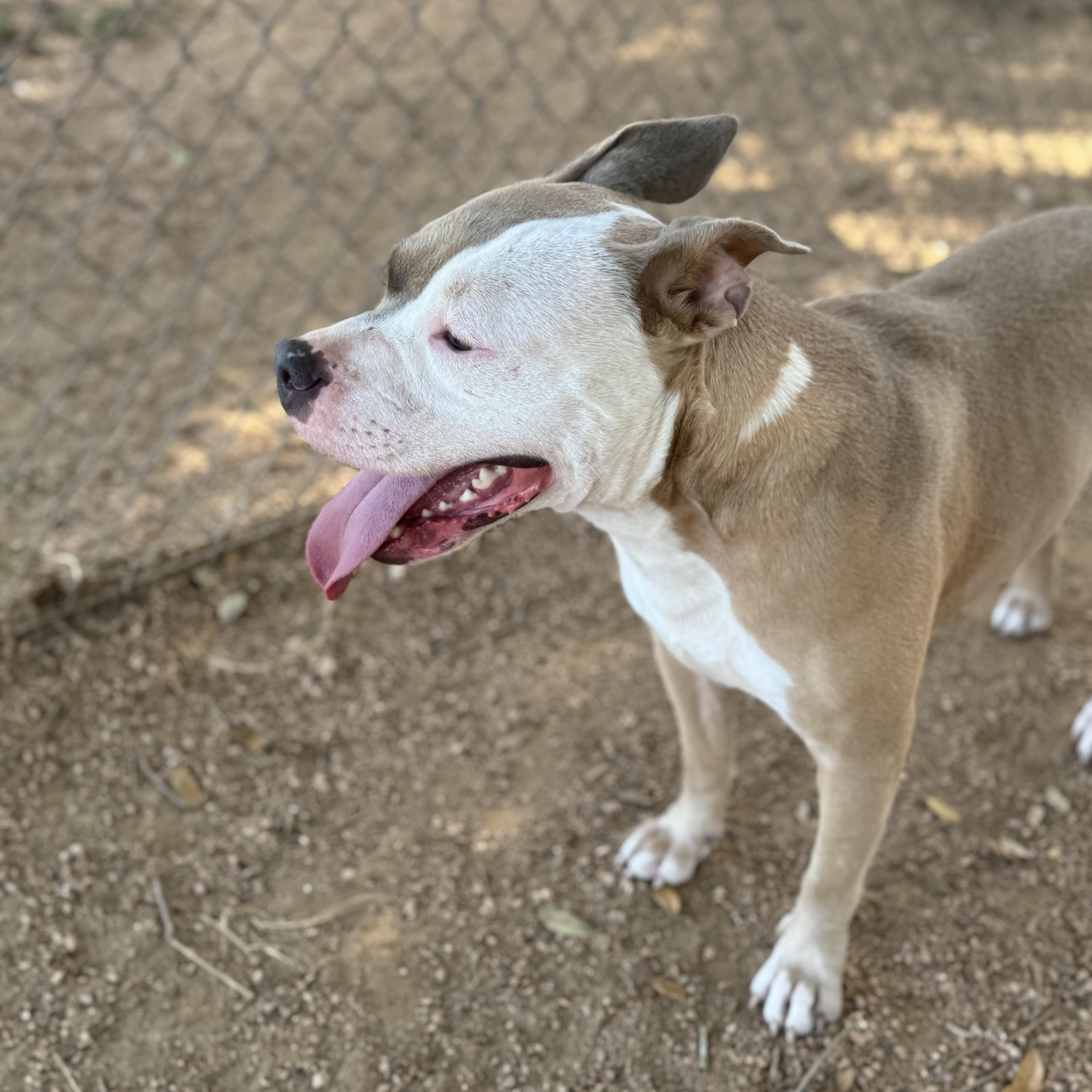 Amber, an adoptable American Staffordshire Terrier in Calumet, MI, 49913 | Photo Image 2