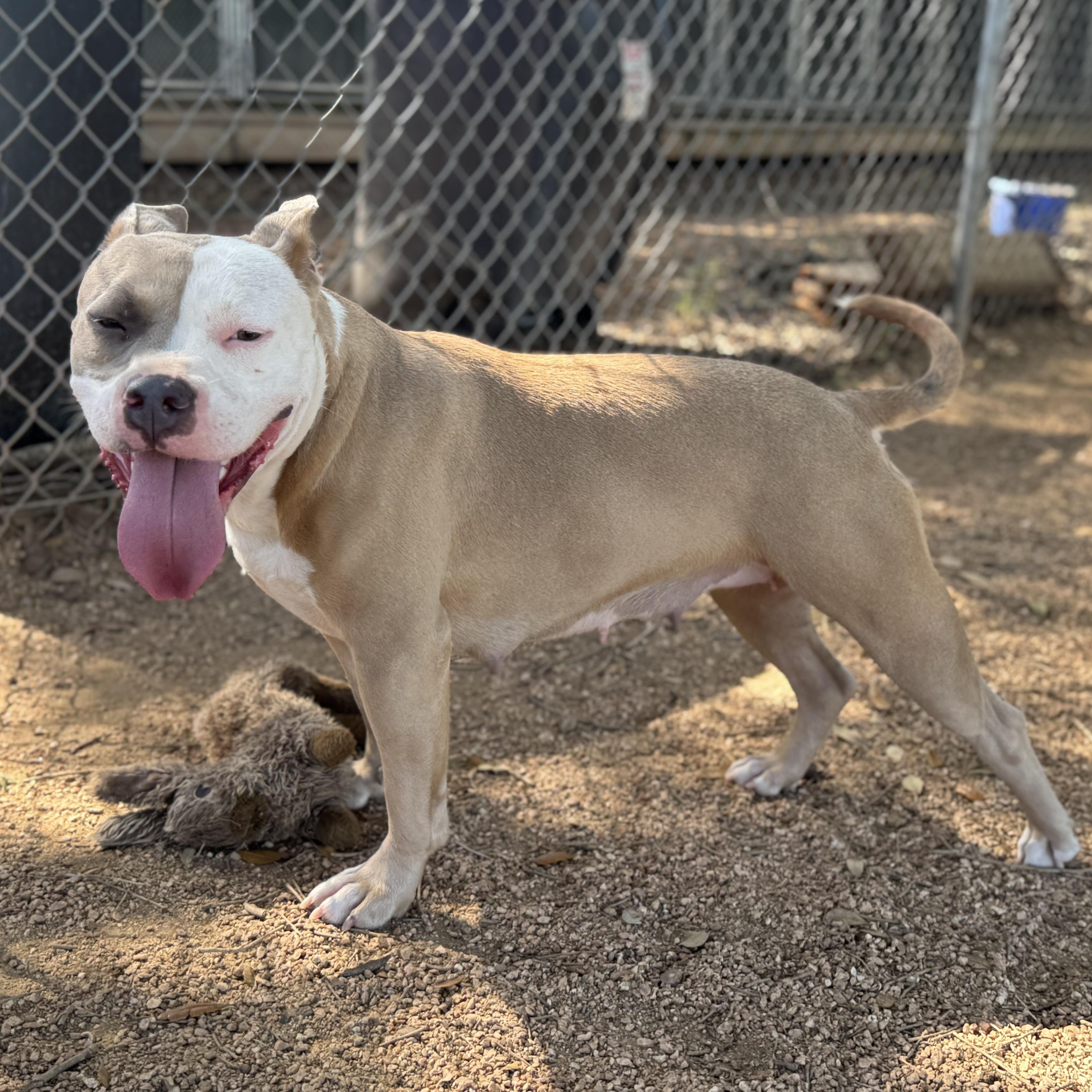 Amber, an adoptable American Staffordshire Terrier in Calumet, MI, 49913 | Photo Image 1