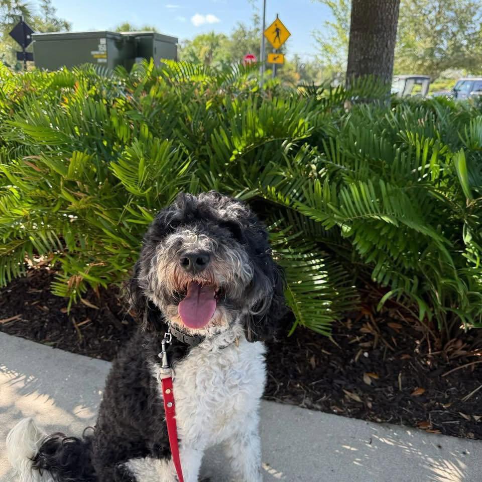 Sammie, Adoptable, Young Male Bernese Mountain Dog & Standard Poodle.
