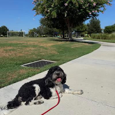 Enlarge Sammie, a Adoptable mixed breed in Valrico, FL image 2/3