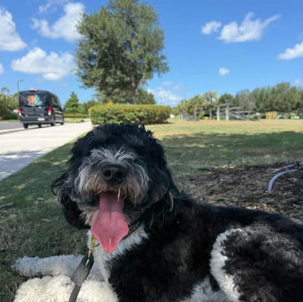 Enlarge Sammie, a Adoptable mixed breed in Valrico, FL image 3/3