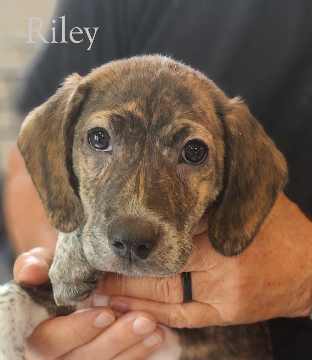 Riley, an adopted mixed breed in South Portland, ME image 2/3