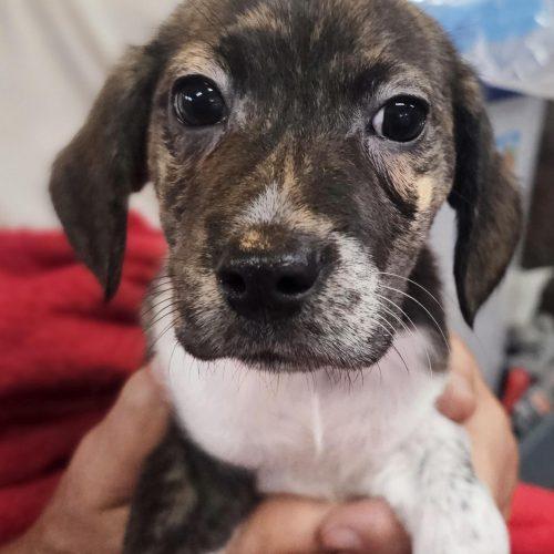 Riley, a Adoptable mixed breed in South Portland, ME image 2/2