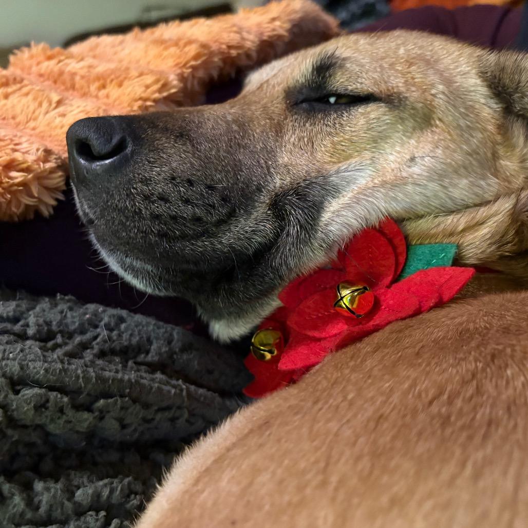 June Bug, Adoptable, Young Female Shepherd.