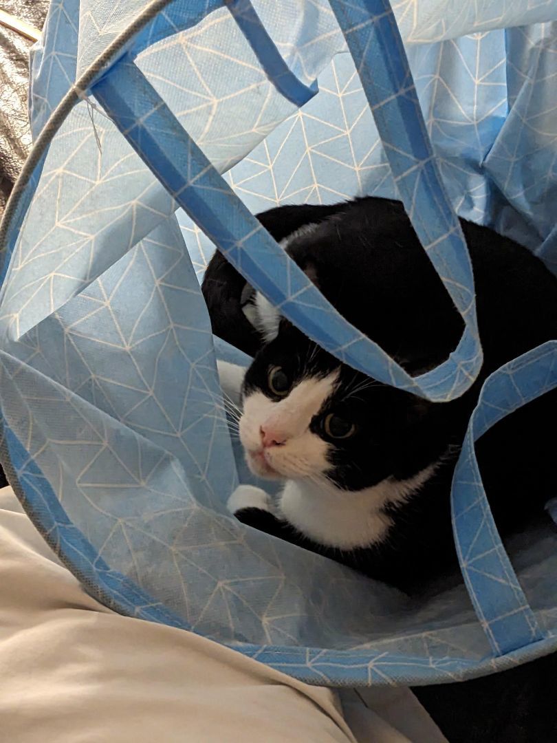 Opal, Adoptable, Adult Female Domestic Short Hair.