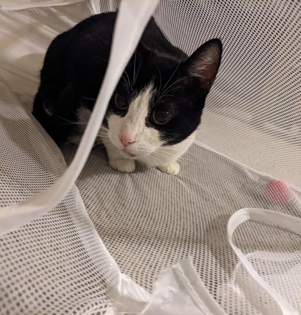 Opal, a Adoptable Domestic Short Hair in Toluca Lake, CA image 2/3