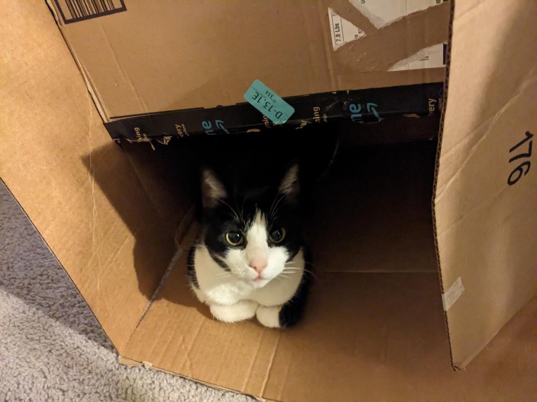 Opal, a Adoptable Domestic Short Hair in Toluca Lake, CA image 3/3