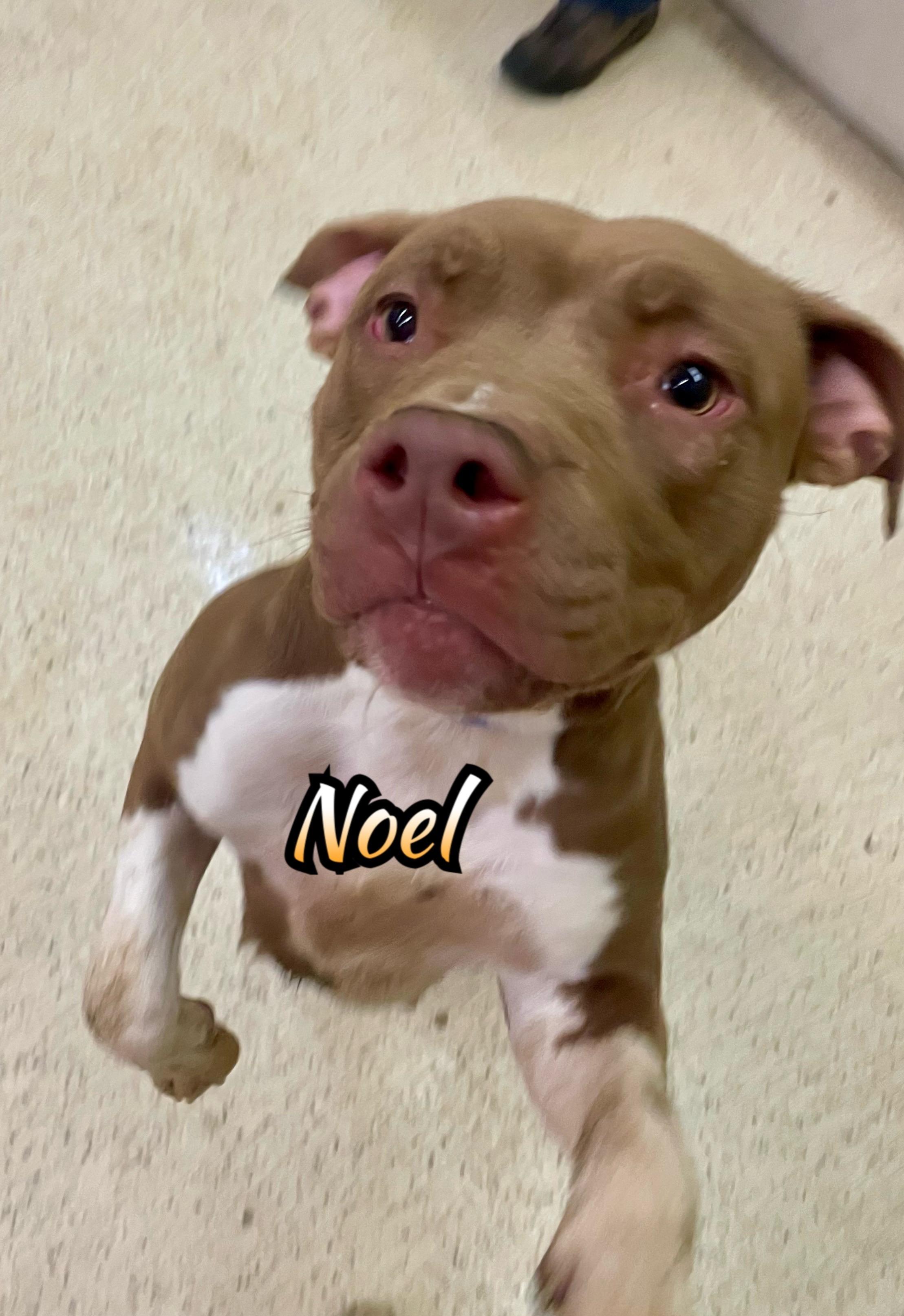 Noel