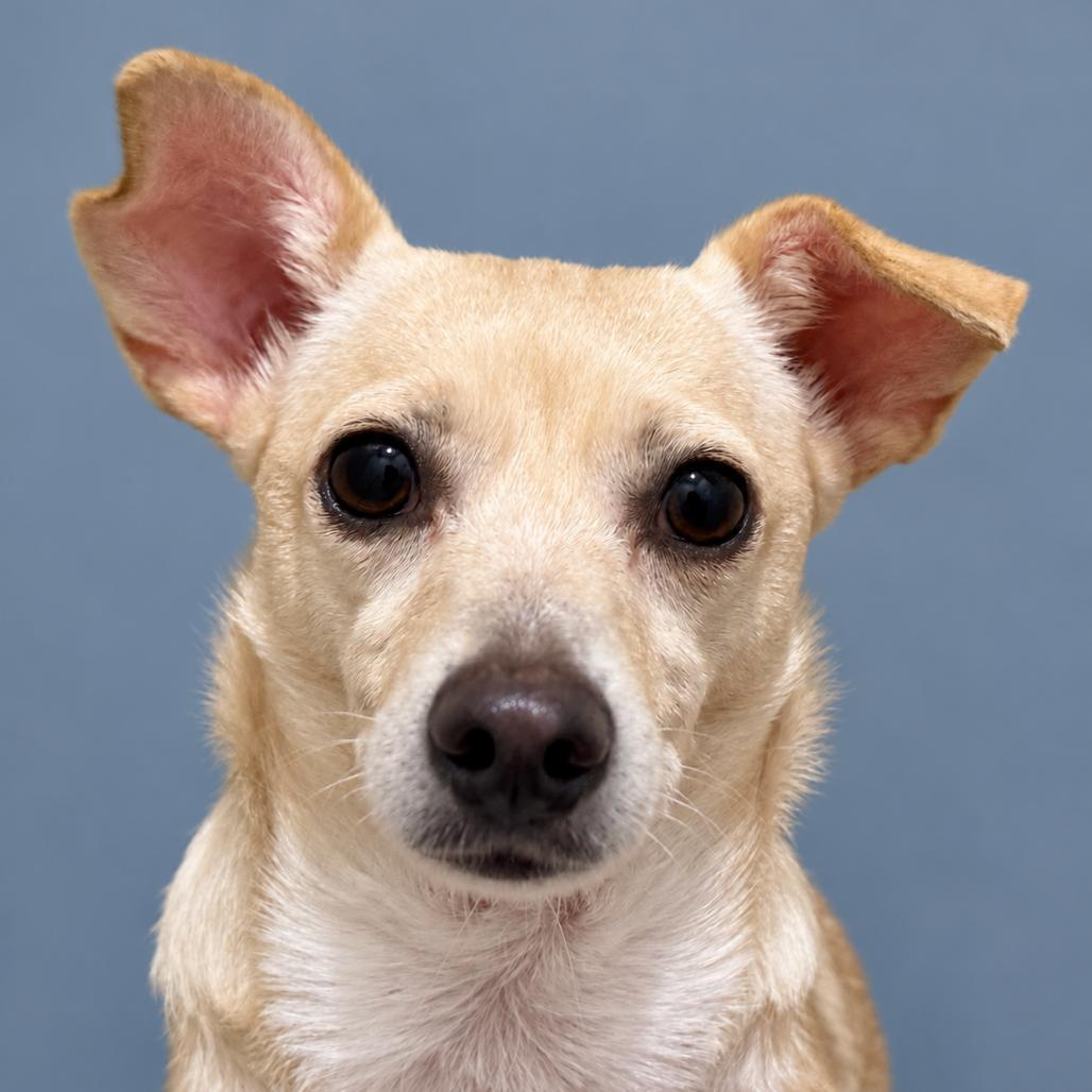 Feechee - Chihuahua girl, Adoptable, Adult Female Chihuahua.