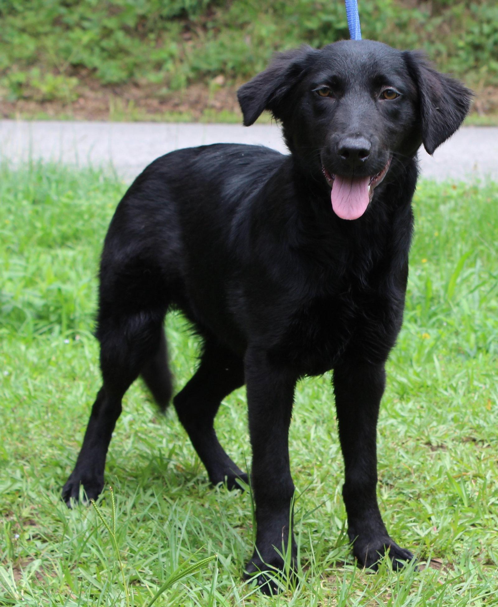 Wolfie 43628, a Adoptable Shepherd in Prattville, AL image 1/3