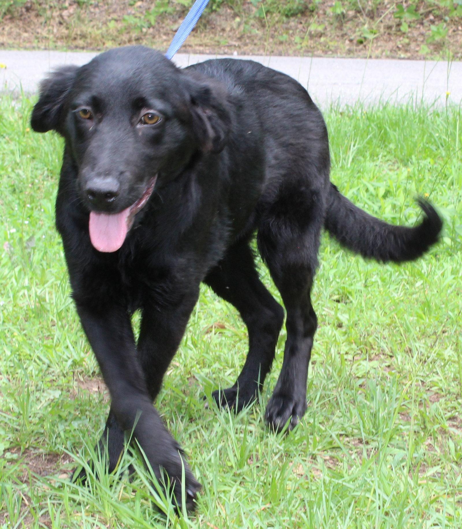 Wolfie 43628, a Adoptable Shepherd in Prattville, AL image 2/3