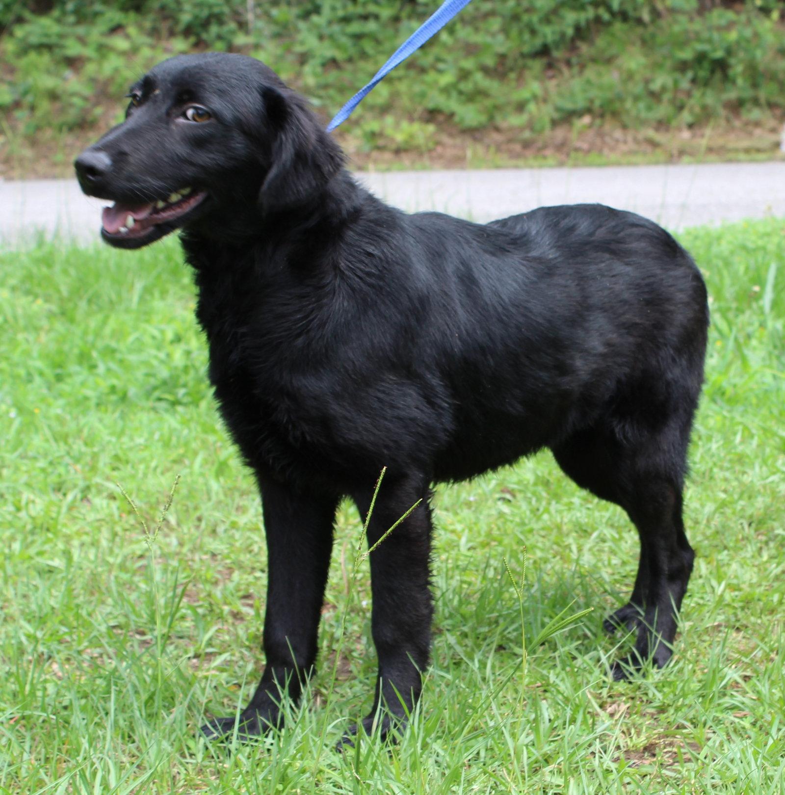 Wolfie 43628, a Adoptable Shepherd in Prattville, AL image 3/3