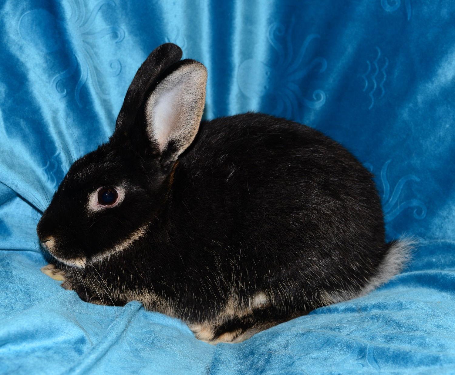 Enlarge Selena, a Adoptable Satin in Chesterfield, MO image 1/3