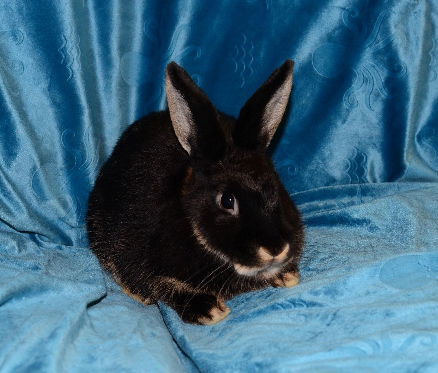 Enlarge Selena, a Adoptable Satin in Chesterfield, MO image 2/3