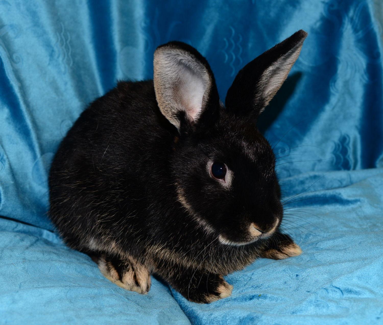 Enlarge Selena, a Adoptable Satin in Chesterfield, MO image 3/3